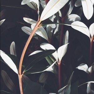 Meet your Posher, Joey